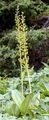 Common Twayblade - Neottia ovata (L.) Bluff & Fingerh.