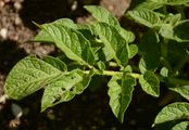 Potato - Solanum tuberosum L.