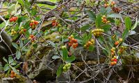 Dwarf Whitebeam - Sorbus chamaemespilus (L.) Crantz