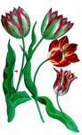 Garten-Tulpe - Tulipa gesneriana L. 