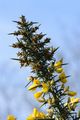 Gorse - Ulex europaeus L.