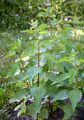 Common Nettle - Urtica dioica L.