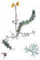 Pale Bladderwort - Utricularia ochroleuca R. W. Hartm.