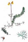 Dunkelgelber Wasserschlauch - Utricularia stygia G. Thor 