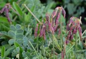 Small Scorpion Vetch - Coronilla vaginalis Lam.