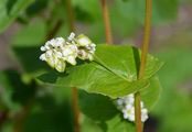 Buckwheat - Fagopyrum esculentum Moench