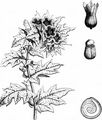 Henbane - Hyoscyamus niger L.