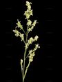 Narrow-Leaved Meadow-Grass - Poa angustifolia L.