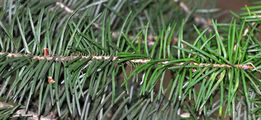 Gewöhnliche Douglasie - Pseudotsuga menziesii (Mirb.) Franco