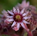 House-Leek - Sempervivum tectorum L.