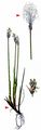 Cotton Deergrass - Trichophorum alpinum (L.) Pers.