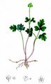 Moschatel - Adoxa moschatellina L.