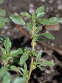 Prostrate Pigweed - Amaranthus blitoides S. Watson