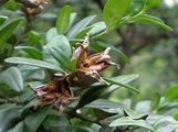 Gewöhnlicher Buchsbaum - Buxus sempervirens L.