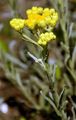 Sand-Strohblume - Helichrysum arenarium (L.) Moench