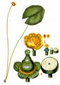 Yellow Water-Lily - Nuphar lutea (L.) Sm.