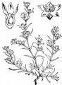 Annual Knawel - Scleranthus annuus L.