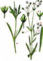Longleaf Starwort - Stellaria longifolia Willd.