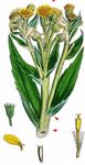 Moor-Greiskraut - Tephroseris palustris (L.) Rchb. 