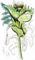 Cabbage Thistle - Cirsium oleraceum (L.) Scop.