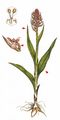 Early Marsh-Orchid - Dactylorhiza incarnata (L.) Soó