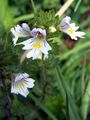 Eyebright - Euphrasia rostkoviana Hayne