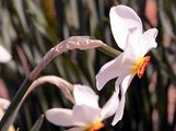 Garten-Narzisse - Narcissus poeticus L.