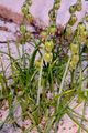 Drooping Star-Of-Bethlehem - Ornithogalum nutans L.