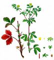 Ternate-Leaved Cinquefoil - Potentilla norvegica L.