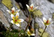 Mossy Saxifrage - Saxifraga bryoides L. 