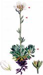 Rosenblütiger Steinbrech - Saxifraga rosacea Moench 