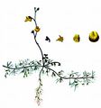 Bremi's Bladderwort - Utricularia bremii Heer