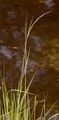  - Calamagrostis purpurea (Trin.) Trin.