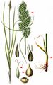 True Fox-Sedge - Carex vulpina L.