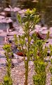 Marsh Spurge - Euphorbia palustris L.