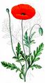 Common Poppy - Papaver rhoeas L.