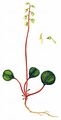 Green-Flowered Wintergreen - Pyrola chlorantha Sw.