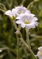 Cerastium alpinum (Alpen-Hornkraut) - Blüte