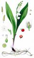 Lily-Of-The-Valley - Convallaria majalis L.