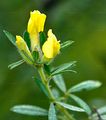 Clustered Broom - Cytisus hirsutus L.