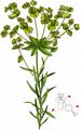 Seguier's Spurge - Euphorbia seguieriana Neck.