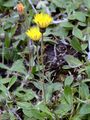 Hoppe's Mouse-Ear-Hawkweed - Pilosella hoppeana (Schult.) F. W. Schultz & Sch. Bip.