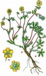 Siebenblättchen-Fingerkraut - Potentilla heptaphylla L. 