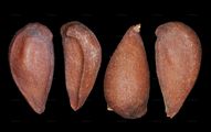 Pear - Pyrus communis L.