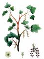 Black Currant - Ribes nigrum L.