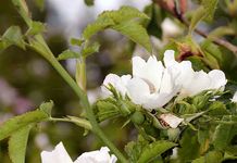 Flaum-Rose - Rosa balsamica Besser 