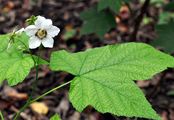 Purple-Flowered Raspberry - Rubus odoratus L.