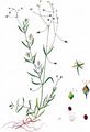 Longleaf Starwort - Stellaria longifolia Willd.