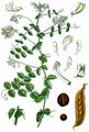 Pale-Flower Vetch - Vicia pisiformis L. 