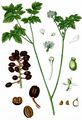 Baneberry - Actaea spicata L.